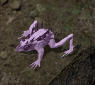 Plague spawnkr.jpg