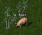 Boar.png