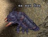 Ant lion.jpg