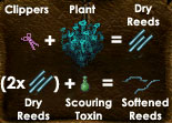 Dry reeds.jpg