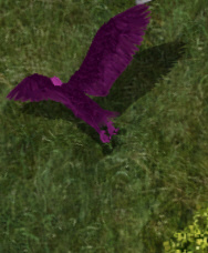 Swoopkr.jpg