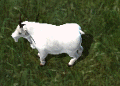 Mountain goatkr.png