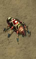 Deathwatch beetle hatchlingkr.jpg