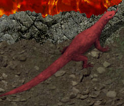 Lava lizardkr.jpg