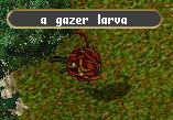 Gazer larva.jpg