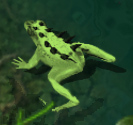 Bullfrogkr.jpg