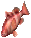 Fish 6 south.png