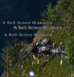 Solenspawnkr.jpg