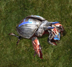 Rune beetlekr.jpg