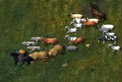 Herding.JPG
